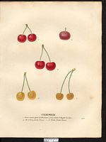 Prunus avium. Cliquer pour agrandir l'image. Prunus avium. Cliquer pour agrandir l'image.
