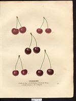 Prunus avium. Cliquer pour agrandir l'image. Prunus avium. Cliquer pour agrandir l'image.