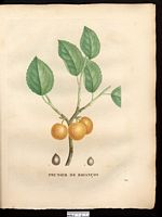 Prunus brigantiaca. Prunus brigantina. Cliquer pour agrandir l'image. Prunus brigantiaca. Prunus brigantina. Cliquer pour agrandir l'image.