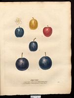 Prunus domestica. Cliquer pour agrandir l'image. Prunus domestica. Cliquer pour agrandir l'image.