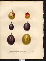 Prunus domestica. Cliquer pour agrandir l'image. Prunus domestica. Cliquer pour agrandir l'image.