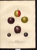 Prunus domestica. Cliquer pour agrandir l'image. Prunus domestica. Cliquer pour agrandir l'image.