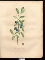 Prunus insititia. Cliquer pour agrandir l'image. Prunus insititia. Cliquer pour agrandir l'image.