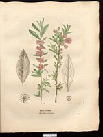Prunier de Chine (Prunus sinensis, Amygdalus), amandier à fleurs du Japon (Prunus glandulosa). Cliquer pour agrandir l'image.