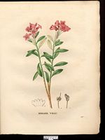 Rhododendron hirsutum. Cliquer pour agrandir l'image. Rhododendron hirsutum. Cliquer pour agrandir l'image.