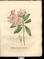 Rhododendron ponticum. Cliquer pour agrandir l'image. Rhododendron ponticum. Cliquer pour agrandir l'image.