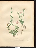Silène à feuilles arrondies (Silene cordifolia), silène à feuilles cordées (Silene cordifolia). Cliquer pour agrandir l'image. Silène à feuilles arrondies (Silene cordifolia), silène à feuilles cordées (Silene cordifolia). Cliquer pour agrandir l'image.