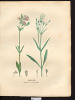 Silène de Dillon (Silene dilleniana). Cliquer pour agrandir l'image. Silène de Dillon (Silene dilleniana). Cliquer pour agrandir l'image.
