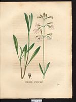 Silene nutans. Cliquer pour agrandir l'image. Silene nutans. Cliquer pour agrandir l'image.