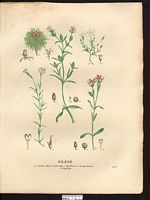 Silène à cinq taches (Silene quinquevulnera), silène de France (Silene gallica). Cliquer pour agrandir l'image. Silène à cinq taches (Silene quinquevulnera), silène de France (Silene gallica). Cliquer pour agrandir l'image.