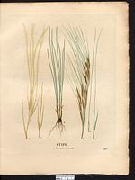 Stipe plumeuse (Stipa pennata). Cliquer pour agrandir l'image. Stipe plumeuse (Stipa pennata). Cliquer pour agrandir l'image.