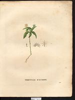 Trientalis europaea. Cliquer pour agrandir l'image. Trientalis europaea. Cliquer pour agrandir l'image.