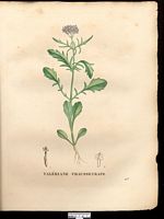 Valeriana calcitrapa. Centranthus calcitrapae. Cliquer pour agrandir l'image. Valeriana calcitrapa. Centranthus calcitrapae. Cliquer pour agrandir l'image.