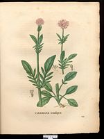 Valeriana dioica. Cliquer pour agrandir l'image. Valeriana dioica. Cliquer pour agrandir l'image.
