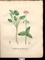 Valeriana montana. Cliquer pour agrandir l'image. Valeriana montana. Cliquer pour agrandir l'image.