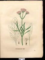 Valériane phu (Valeriana phu). Cliquer pour agrandir l'image. Valériane phu (Valeriana phu). Cliquer pour agrandir l'image.
