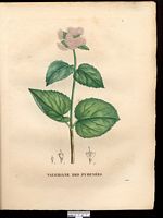 Valeriana pyrenaica. Cliquer pour agrandir l'image. Valeriana pyrenaica. Cliquer pour agrandir l'image.