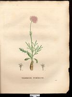 Valeriana tuberosa. Cliquer pour agrandir l'image. Valeriana tuberosa. Cliquer pour agrandir l'image.