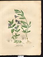 Pervenche à petites fleurs (Vinca minor), petite pervenche (Vinca minor). Cliquer pour agrandir l'image. Pervenche à petites fleurs (Vinca minor), petite pervenche (Vinca minor). Cliquer pour agrandir l'image.