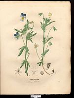 Violette des champs (Viola arvensis), pensée des champs (Viola arvensis). Cliquer pour agrandir l'image. Violette des champs (Viola arvensis), pensée des champs (Viola arvensis). Cliquer pour agrandir l'image.