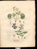 Violette biflore (Viola biflora), pensée à deux fleurs (Viola biflora). Cliquer pour agrandir l'image. Violette biflore (Viola biflora), pensée à deux fleurs (Viola biflora). Cliquer pour agrandir l'image.