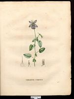 Viola cornuta. Cliquer pour agrandir l'image. Viola cornuta. Cliquer pour agrandir l'image.
