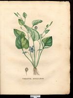 Viola mirabilis. Cliquer pour agrandir l'image. Viola mirabilis. Cliquer pour agrandir l'image.