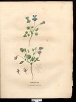 Violette nummulaire (Viola nummularifolia). Cliquer pour agrandir l'image. Violette nummulaire (Viola nummularifolia). Cliquer pour agrandir l'image.