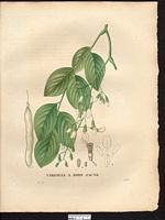 Virgilia lutea. Cladrastis kentukea. Cliquer pour agrandir l'image. Virgilia lutea. Cladrastis kentukea. Cliquer pour agrandir l'image.