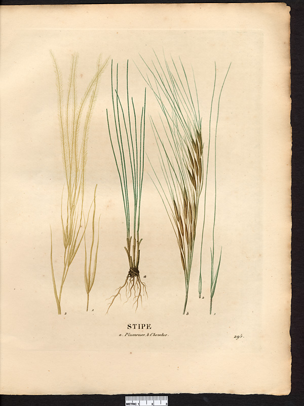 Stipe plumeuse (Stipa pennata)