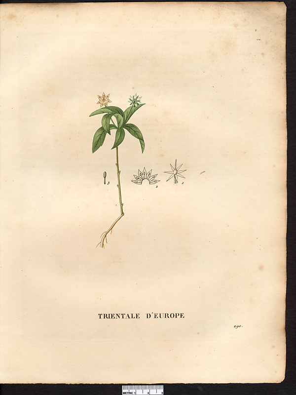 Trientalis europaea