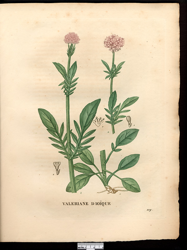 Valeriana dioica