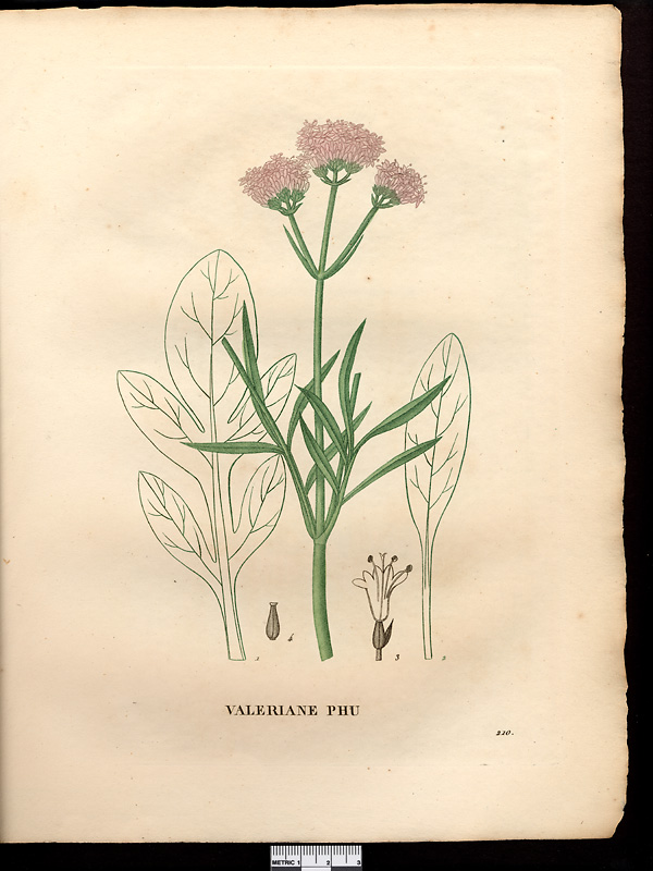 Valeriana phu