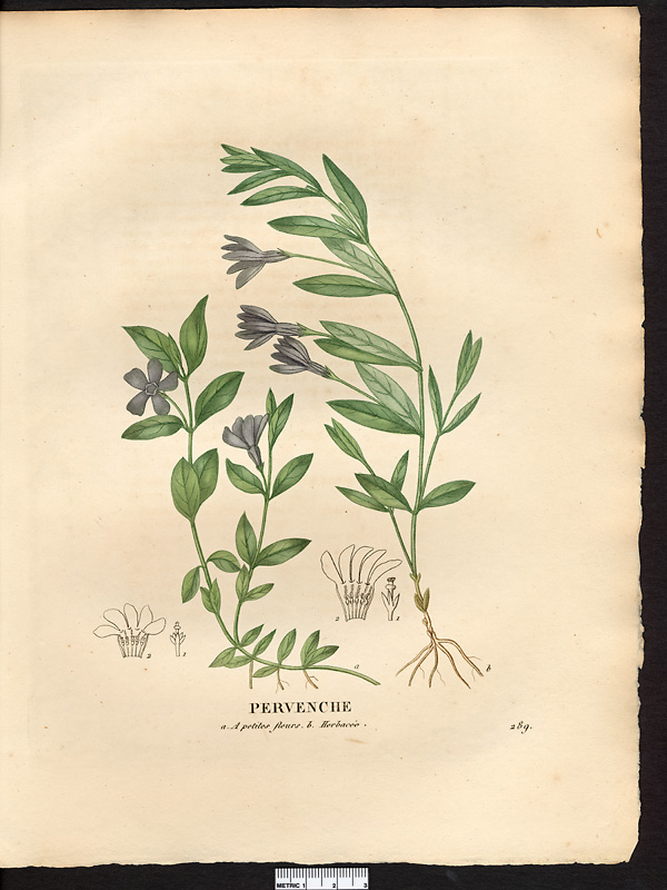 Pervenche herbacée (Vinca herbacea)