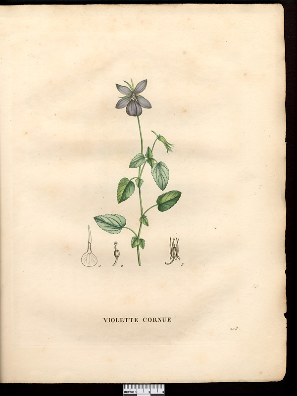 Viola cornuta