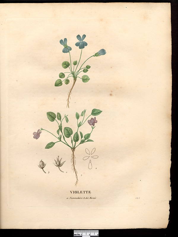 Viola palustris