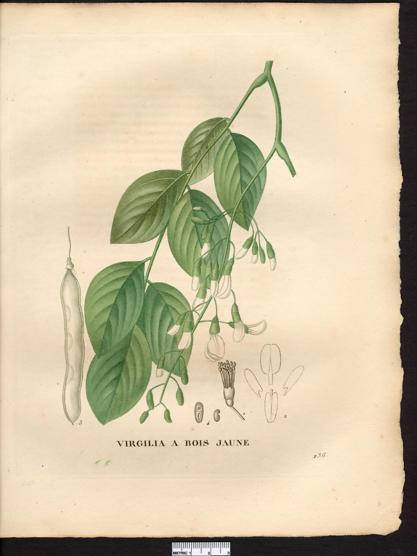 Virgilia lutea, cladrastis kentukea