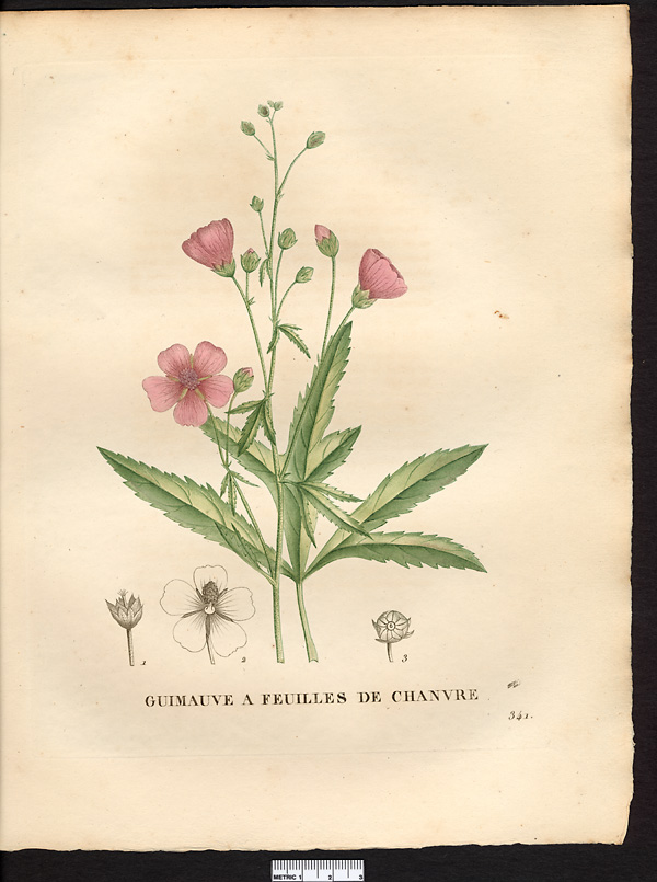 Althaea cannabina