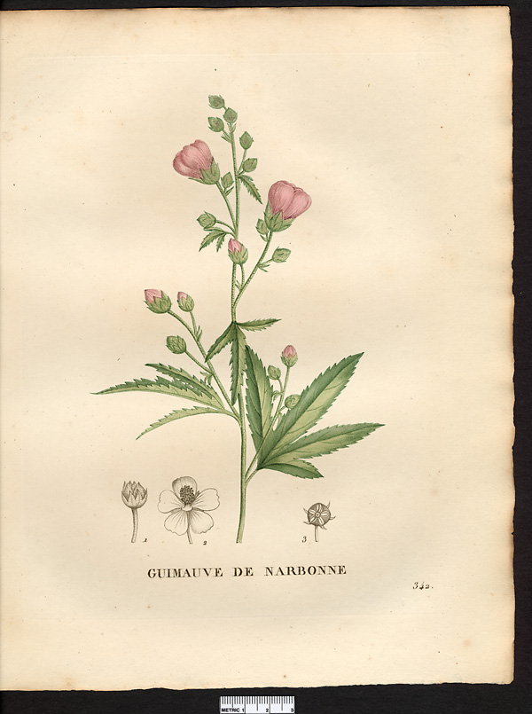 Althaea narbonnesis, althaea cannabina