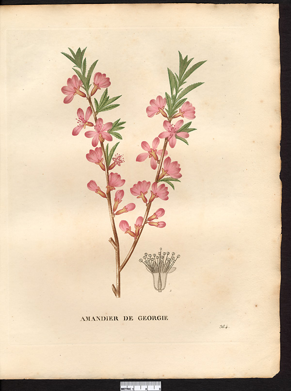 Amygdalus georgica