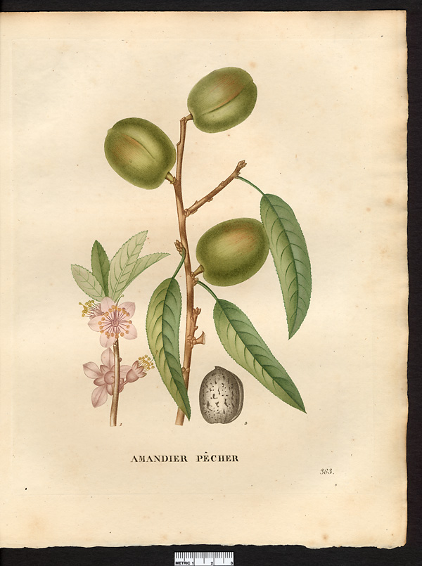 Amygdalus persica