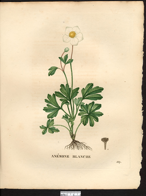Anemone alba