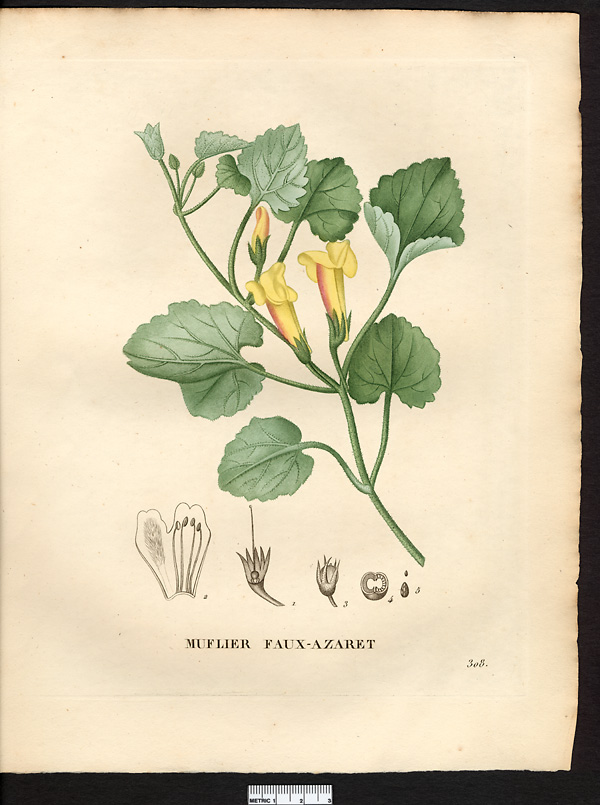 Antirrhinum azarina, asarina procumbens
