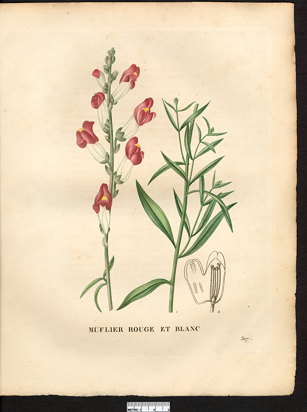 Antirrhinum majus