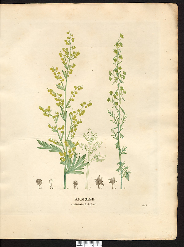 Artemisia absinthum, artemisia absinthium