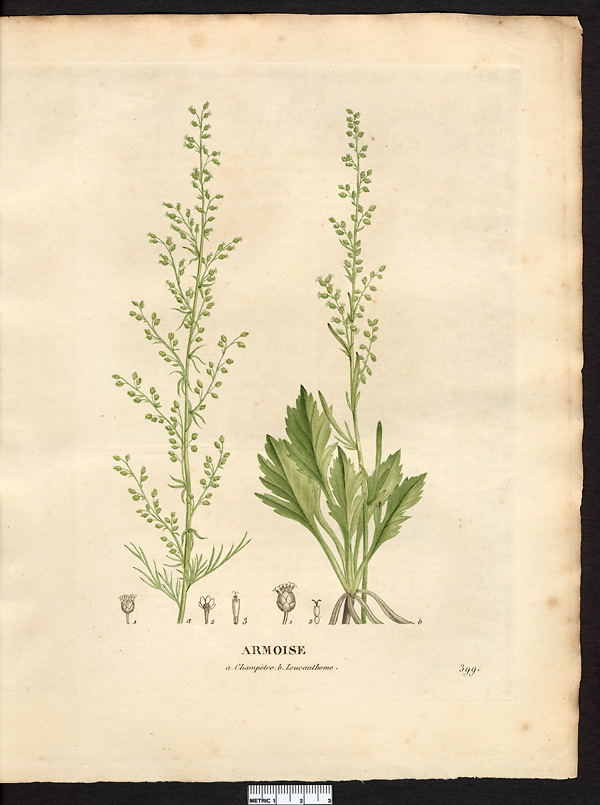 Artemisia campestris
