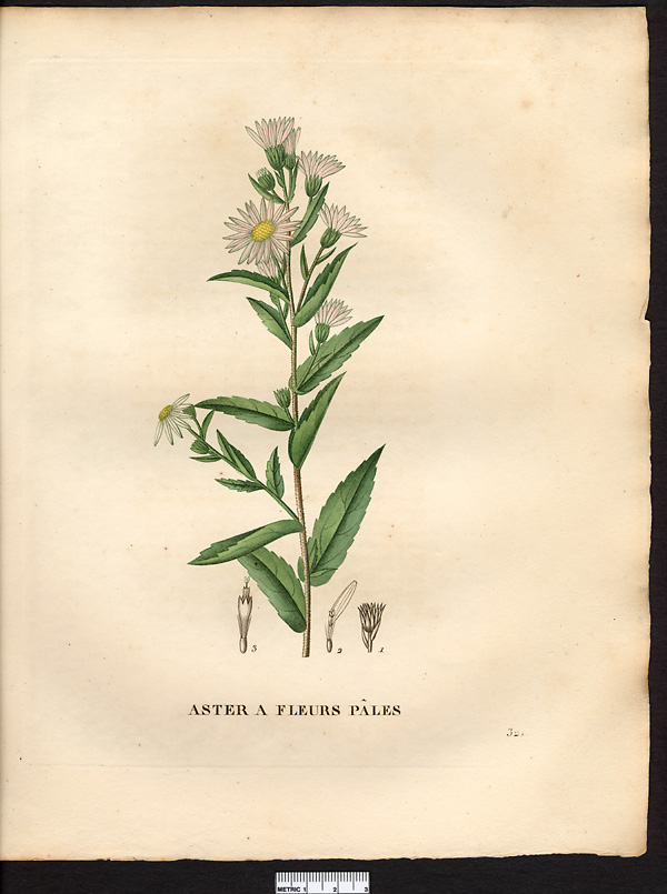 Aster confertus, aster puniceus