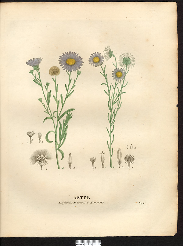 Aster à feuilles de grémil (Aster lithospermifolius)