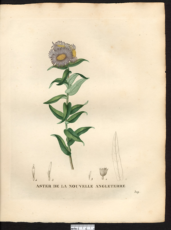 Aster novae angliae