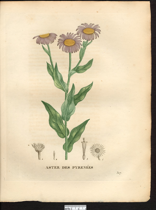 Aster pyrenaeus